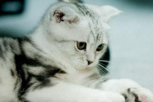 打了猫太重怎么挽回，怎样给胖猫减肥？如何让它恢复健康？