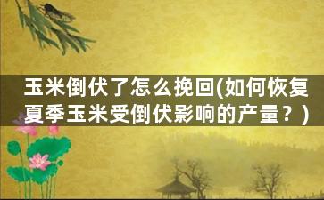 玉米倒伏了怎么挽回(如何恢复夏季玉米受倒伏影响的产量？)