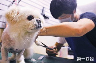 无法挽回的动物,动物无力回天