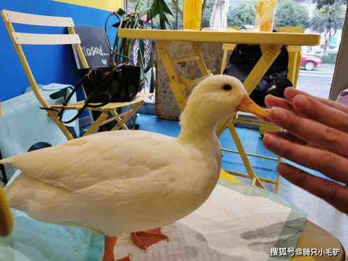 被鸽了怎么挽回,标题修复，成功挽回！