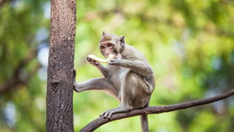 如何挽回属猴女人,如何赢回属猴女心