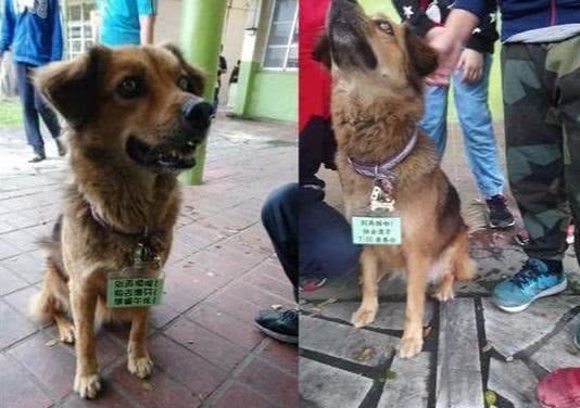 怎样将狗狗生命挽回,拯救狗狗生命：挽救一条宝贵的生命