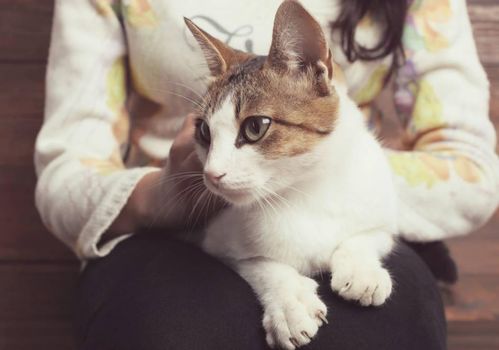 对猫家暴怎么挽回，如何帮助被猫家暴的宠物恢复信任？