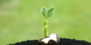 烧苗怎么挽回小苗,如何有效挽救焦枯植物？