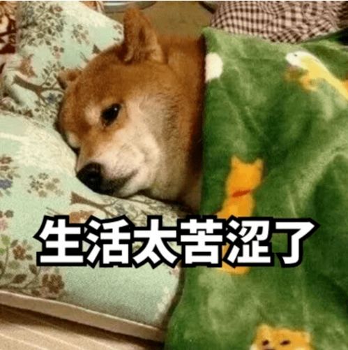 怎么挽回可怜的狗,不要放弃！寻找挽救可怜狗的方法