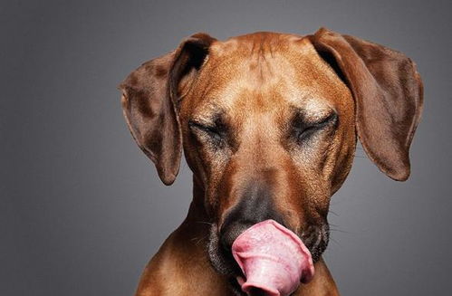 如何挽回舔狗形象,如何改变舔狗形象)