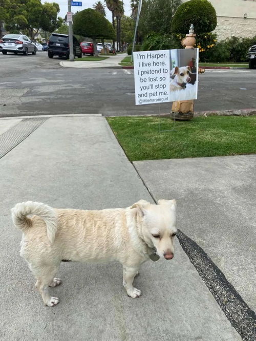 怎么挽回自己的小狗,如何挽回走失的小狗