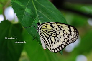 如何利用蝴蝶原理挽回,利用蝴蝶效应挽回爱情