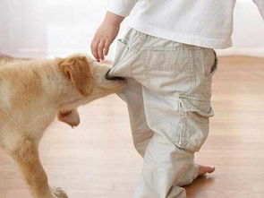 小狗勒死了怎么挽回,挽救小狗误伤事件：如何预防和应对？