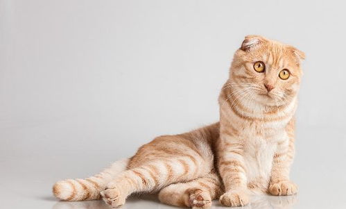 猫咪讨厌主人怎么挽回,怎样改善主人与猫咪的关系？