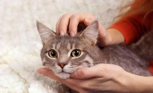 猫咪主动道歉挽回老婆,猫咪积极道歉挽回老婆情感