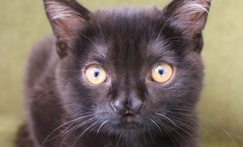 猫绳理论挽回爱情,挽救爱情的妙招：猫绳理论