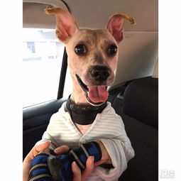 怎样挽回属狗双鱼男,如何挽救狗属双鱼男的关系