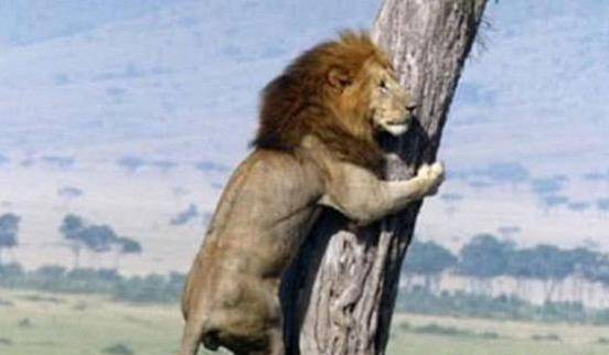 到底要怎么挽回狮子,如何成功挽回狮子？