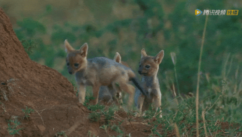 挽回之爱无处寻的动物,怎样挽回失落的爱：动物版)