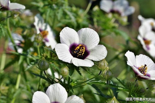 想挽回的花束寄语,“挽回花束”——寄托真挚情感