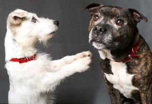 狗狗挽回前夫的话语,狗狗用行动挽回前夫的爱