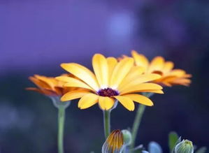 挽回老婆鲜花贺卡内容,如何用简单的方式挽回老婆的心？