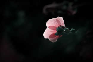 白羊怎么挽回白羊男，如何让失去的白羊男重归于好？