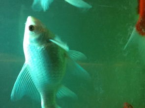 怎样挽回ab型鱼男，如何拯救AB型男鱼？