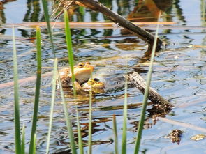 北京挽回爱情机构青蛙，北京专业挽回爱情服务——青蛙治愈你的爱情伤痛
