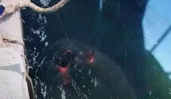 怎样挽回受伤的双鱼男，如何解救情伤的双鱼座男？