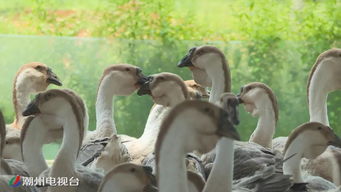邵大鹅挽回形象,邵大鹅重塑形象，积极向上