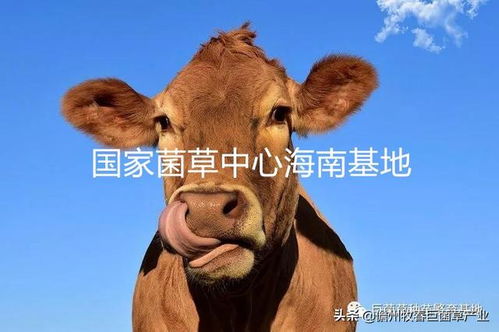 怎么挽回属牛女,怎样挽回属牛女？快来看！