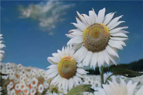 苦菜花怎么挽回尊严,如何恢复苦菜花的尊严