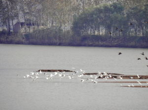 鱼塘被炸了怎么挽回,挽回鱼塘受损状态