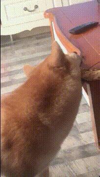 赌狗如何挽回老婆，如何让赌徒重新赢回妻子的心？