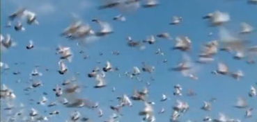 被鸽了怎么挽回,标题修复，成功挽回！