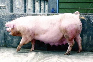 猪破财能挽回吗,猪破财还有挽回的余地吗