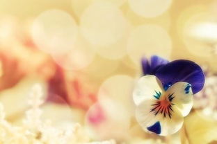 白羊男挽回最佳方法,成功挽回白羊男的最佳策略