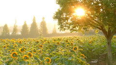 葵葵挽回局面视频,葵葵成功挽回丧失的局面