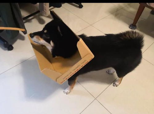 当舔狗挽回成功，成功重获爱情：一个被抛弃的狗腾空而起