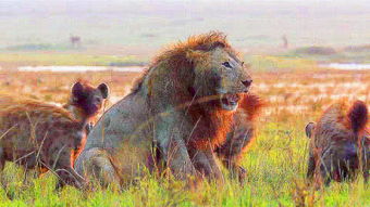 怎么挽回被骗的狮子,如何挽救被骗的狮子