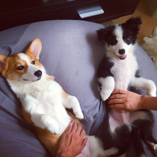 打了狗狗要怎么挽回,挽救犯错：狗狗被打后的重建关系