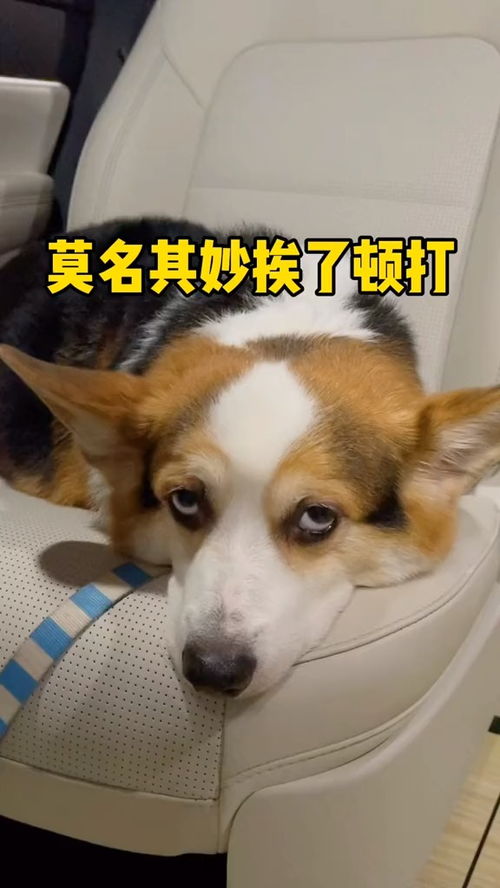 挽回狗的最好方法,如何有效挽回你的宠物狗