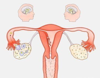 女人怎么挽回卵巢,挽回生育能力：女性如何护理卵巢