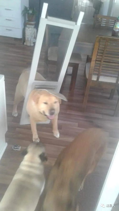 对狗家暴怎么挽回，治疗狗恶性侵害：挽救你的毛茸伙伴