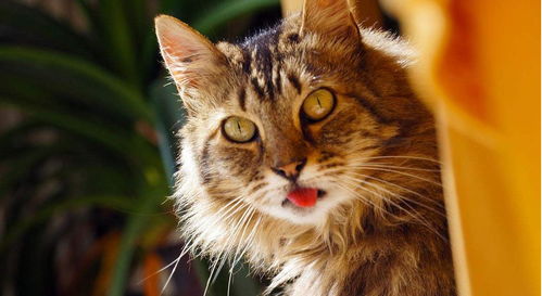 妈宝如何挽回对象,如何挽回母老虎爪下的儿？