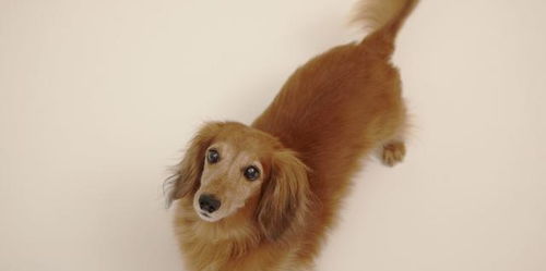 怎样挽回属狗的女人,如何挽回属狗女？