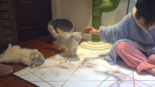 狮子女出轨怎么挽回,如何挽回出轨的狮子女