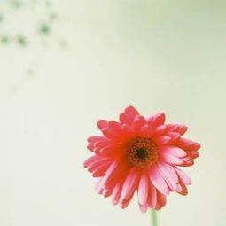 挽回爱情的花拍照,如何重燃爱情之花