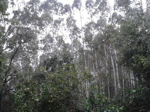 白树高地挽回战友触发，白树高地：两兄弟的重逢之路