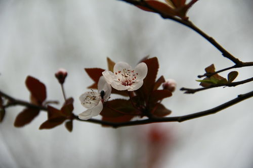 挽回爱情的花图片,挽回失去的爱情