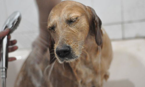 狗狗打多了怎么挽回,如何挽救频繁攻击的狗狗