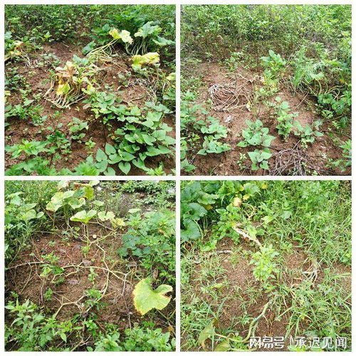 堆肥失败了怎么挽回，如何重新振兴堆肥？