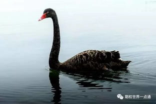 白天鹅情感挽回,挽回爱情，教你成为白天鹅。